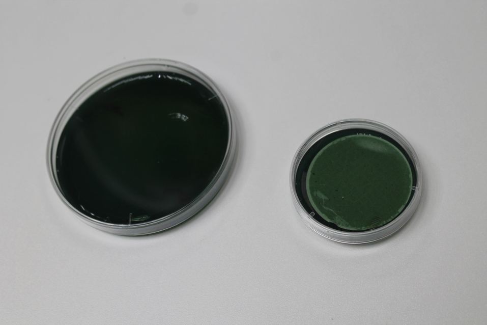 День на производстве: «ДК» узнал, как варят пиво «Балтика» в Новосибирске 12 День на производстве: «ДК» узнал, как варят пиво «Балтика» в Новосибирске 12