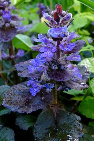 Нептун, русалки и водяные. «Архиленд» приглашает на свое 22-летие 2 Нептун, русалки и водяные. «Архиленд» приглашает на свое 22-летие 2