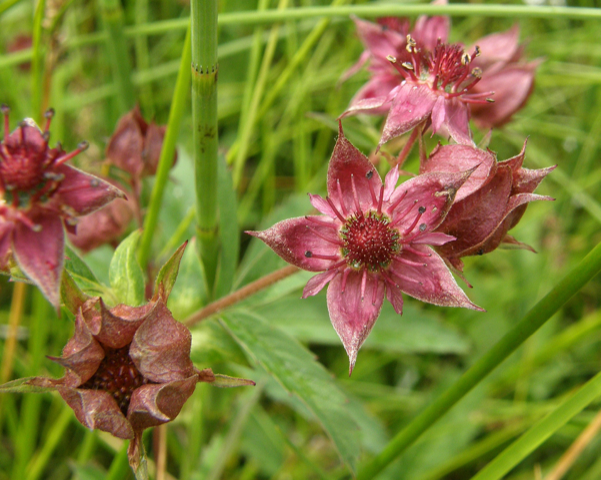 Нептун, русалки и водяные. «Архиленд» приглашает на свое 22-летие 5 Нептун, русалки и водяные. «Архиленд» приглашает на свое 22-летие 5