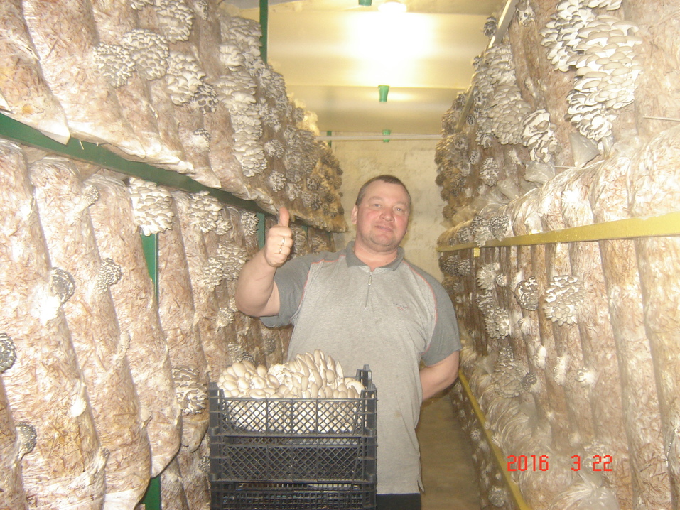 «Мы всегда в кредитах». Как семейная агрофирма Урала стала снабжать весь регион вешенкой 2 «Мы всегда в кредитах». Как семейная агрофирма Урала стала снабжать весь регион вешенкой 2