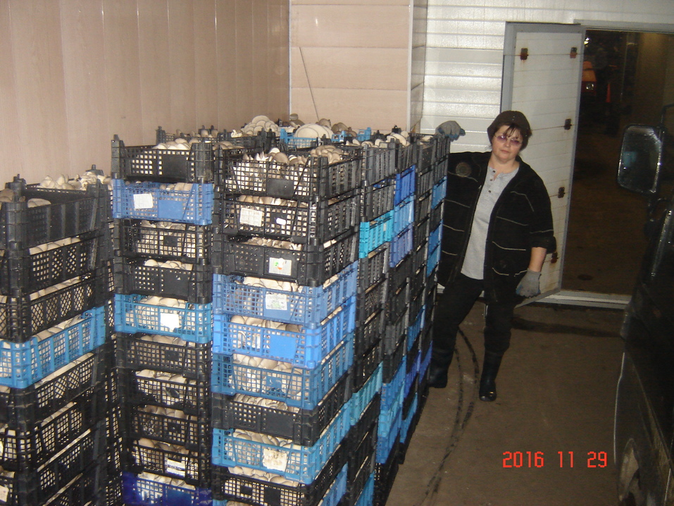 «Мы всегда в кредитах». Как семейная агрофирма Урала стала снабжать весь регион вешенкой 3 «Мы всегда в кредитах». Как семейная агрофирма Урала стала снабжать весь регион вешенкой 3