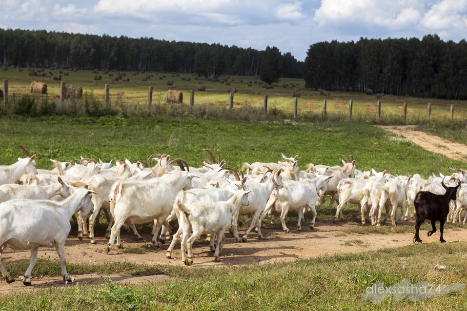 «Не только заводские трубы, грязный воздух, но и вкусный сыр», — Арина Гневушева 2 «Не только заводские трубы, грязный воздух, но и вкусный сыр», — Арина Гневушева 2