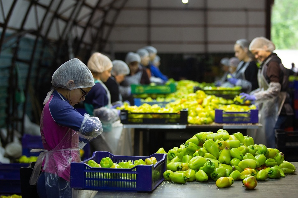 «Пришлось впрягаться и спасать»: как бывший банкир воскрешал фабрику заморозки на Урале 1 «Пришлось впрягаться и спасать»: как бывший банкир воскрешал фабрику заморозки на Урале 1