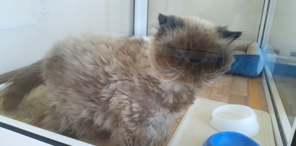 Как открыть отель для кошек: деньги, рынок, подводные камни — Алексей Мирошин, CatsHotel96 5 Как открыть отель для кошек: деньги, рынок, подводные камни — Алексей Мирошин, CatsHotel96 5