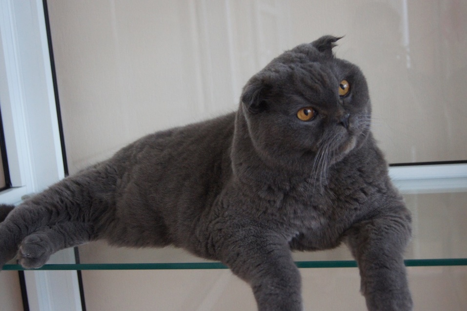 Как открыть отель для кошек: деньги, рынок, подводные камни — Алексей Мирошин, CatsHotel96 6 Как открыть отель для кошек: деньги, рынок, подводные камни — Алексей Мирошин, CatsHotel96 6