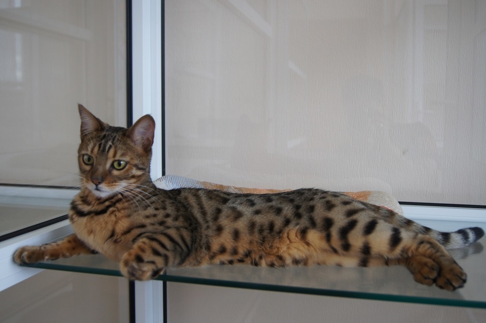 Как открыть отель для кошек: деньги, рынок, подводные камни — Алексей Мирошин, CatsHotel96 7 Как открыть отель для кошек: деньги, рынок, подводные камни — Алексей Мирошин, CatsHotel96 7