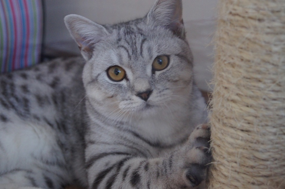 Как открыть отель для кошек: деньги, рынок, подводные камни — Алексей Мирошин, CatsHotel96 8 Как открыть отель для кошек: деньги, рынок, подводные камни — Алексей Мирошин, CatsHotel96 8