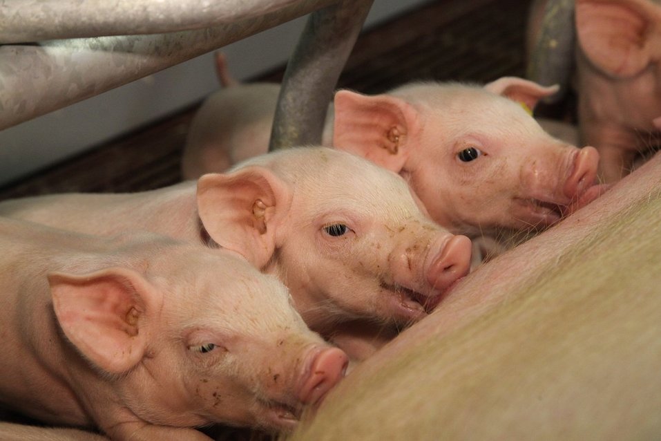 Биогазовая установка «Агроэлита» — генератор прибыли
1 Биогазовая установка «Агроэлита» — генератор прибыли
1