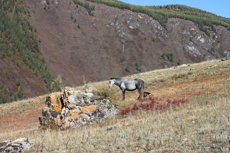 10 мифов о Горном Алтае: правда или ложь? 18 10 мифов о Горном Алтае: правда или ложь? 18