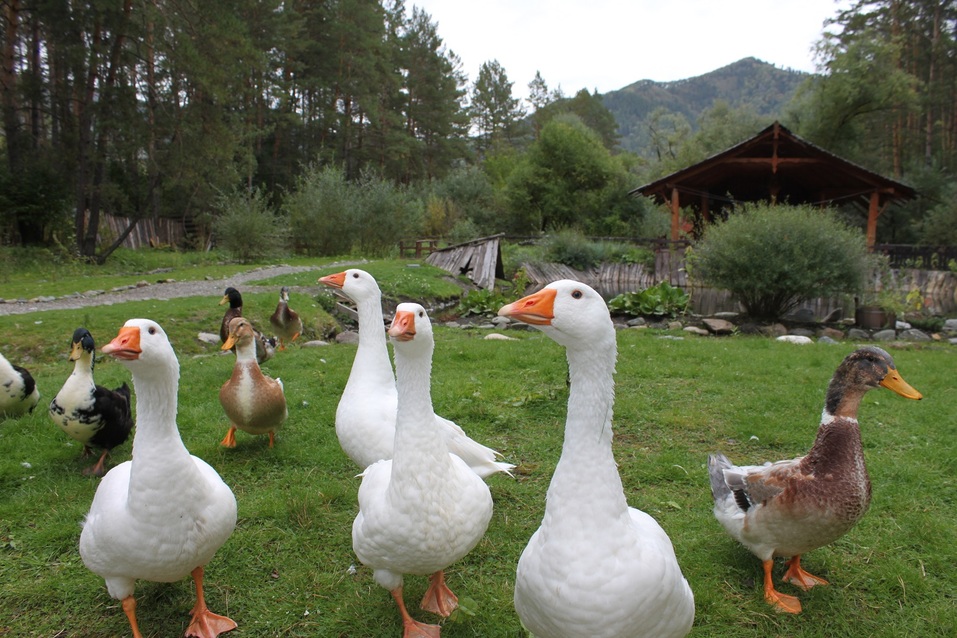 10 мифов о Горном Алтае: правда или ложь? 2 10 мифов о Горном Алтае: правда или ложь? 2