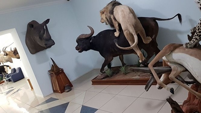 Коллекцию трофеев заядлого охотника Валерия Язева выставили на продажу 1 Коллекцию трофеев заядлого охотника Валерия Язева выставили на продажу 1