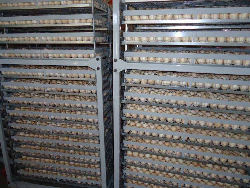 Наш ответ санкциям. Как фермеры из уральской деревни снабжают индейкой полстраны 2 Наш ответ санкциям. Как фермеры из уральской деревни снабжают индейкой полстраны 2