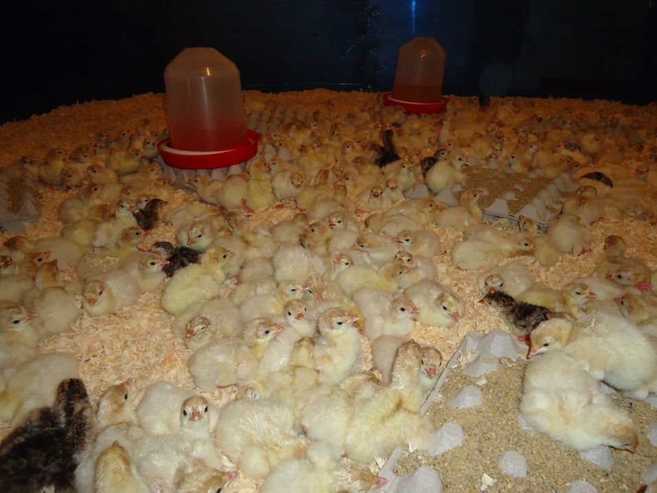 Наш ответ санкциям. Как фермеры из уральской деревни снабжают индейкой полстраны 3 Наш ответ санкциям. Как фермеры из уральской деревни снабжают индейкой полстраны 3