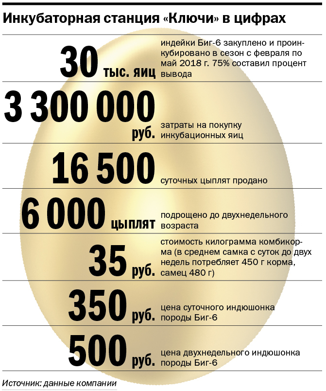 Наш ответ санкциям. Как фермеры из уральской деревни снабжают индейкой полстраны 5 Наш ответ санкциям. Как фермеры из уральской деревни снабжают индейкой полстраны 5