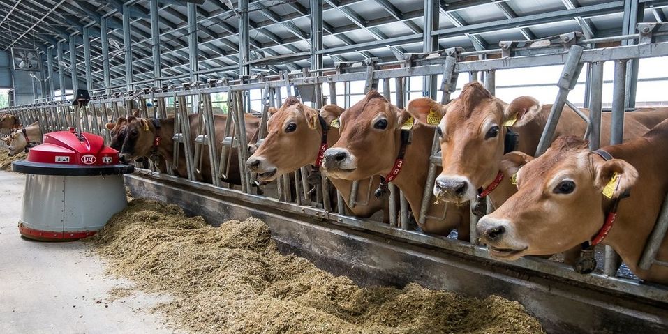 Дайджест DK.RU: доказательства в деле Сорокина, стадион vs трамплин и «Дом чекиста» 4 Дайджест DK.RU: доказательства в деле Сорокина, стадион vs трамплин и «Дом чекиста» 4