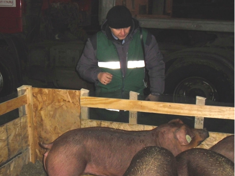 Свиньи прилетели: для агрофирмы Аристова в Челябинск доставили элитных животных из Америки 1 Свиньи прилетели: для агрофирмы Аристова в Челябинск доставили элитных животных из Америки 1