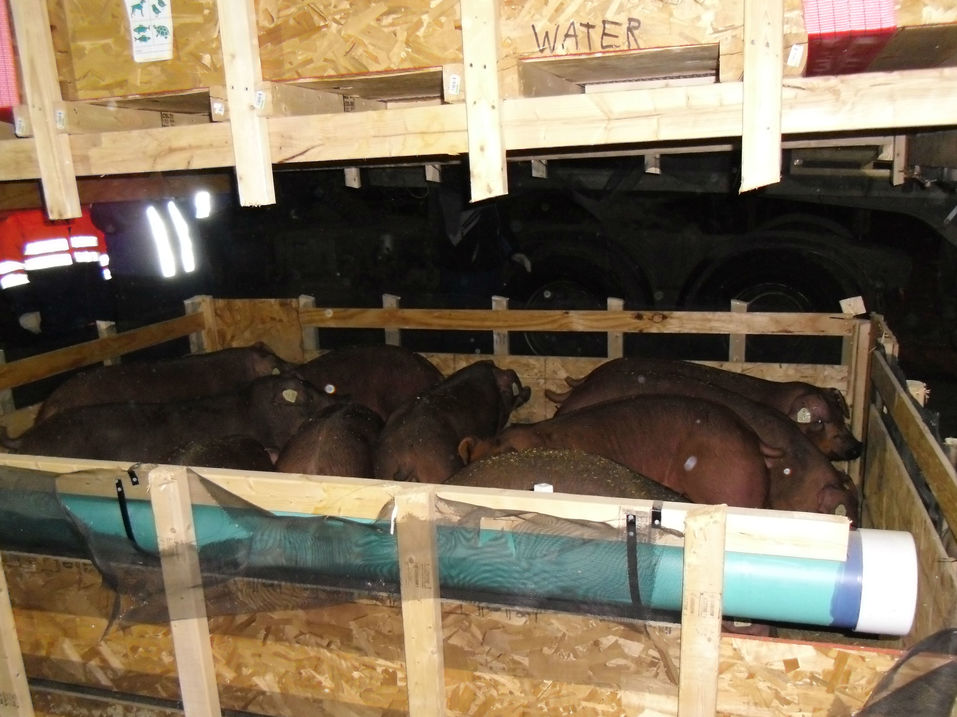 Свиньи прилетели: для агрофирмы Аристова в Челябинск доставили элитных животных из Америки 2 Свиньи прилетели: для агрофирмы Аристова в Челябинск доставили элитных животных из Америки 2