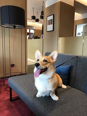 AZIMUT Отель Нижний Новгород открыл программу размещения Pet Friendly 1 AZIMUT Отель Нижний Новгород открыл программу размещения Pet Friendly 1