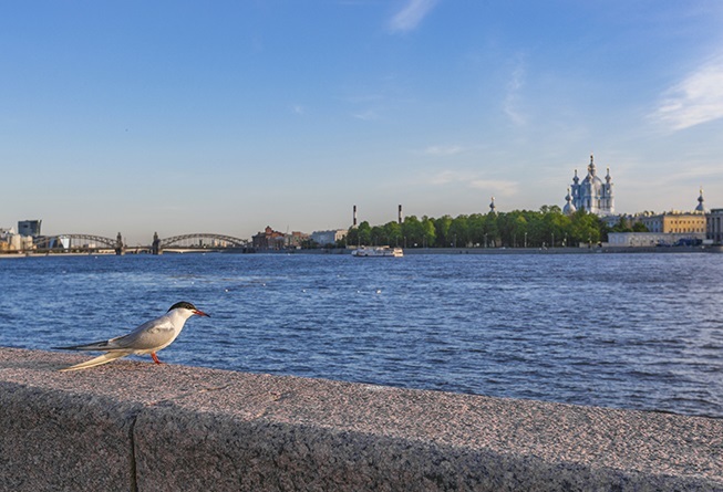 Невский проспект, белые ночи, алые паруса: как купить жилье в Питере по челябинским ценам 3 Невский проспект, белые ночи, алые паруса: как купить жилье в Питере по челябинским ценам 3
