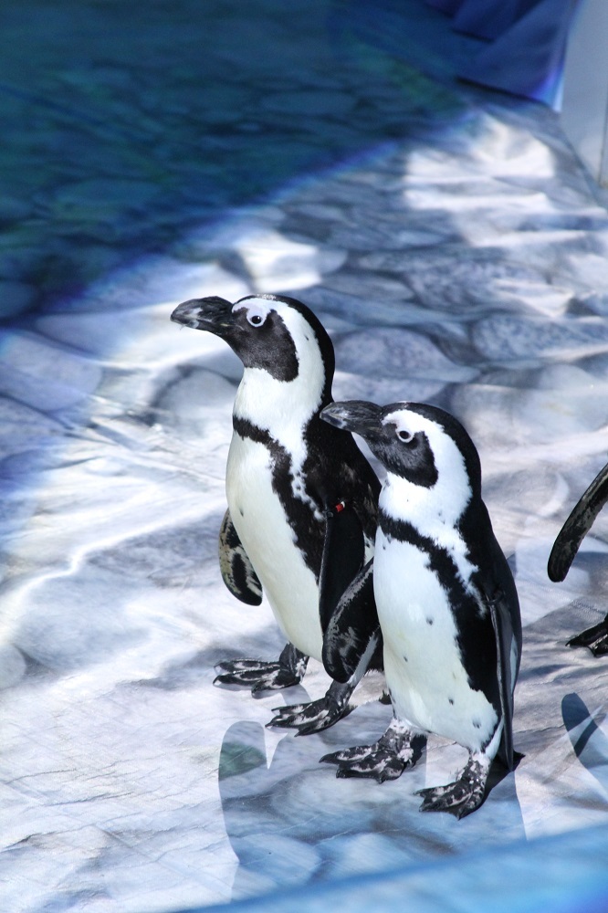 Новогоднее Пингви-шоу «Ласта-Рика» пройдет в Нижегородском цирке 1 Новогоднее Пингви-шоу «Ласта-Рика» пройдет в Нижегородском цирке 1