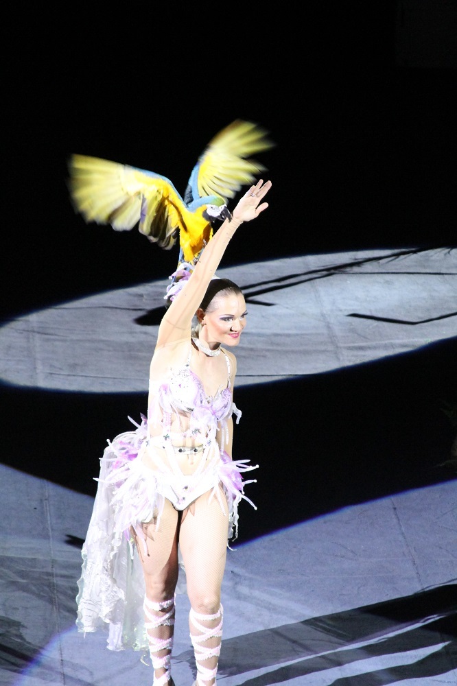 Новогоднее Пингви-шоу «Ласта-Рика» пройдет в Нижегородском цирке 2 Новогоднее Пингви-шоу «Ласта-Рика» пройдет в Нижегородском цирке 2