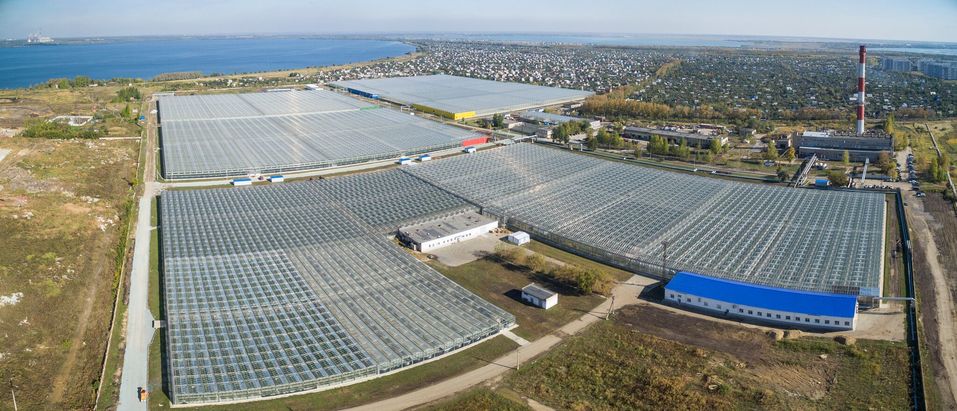 «Люди не представляют, как выращиваются овощи в теплицах», — Оксана Лицингер, «Чурилово» 1 «Люди не представляют, как выращиваются овощи в теплицах», — Оксана Лицингер, «Чурилово» 1