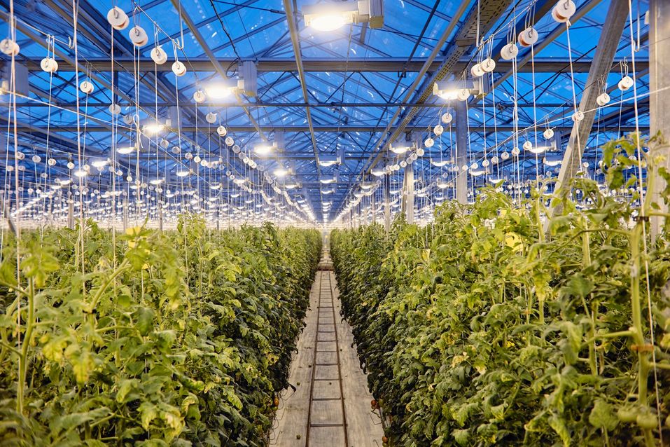 «Люди не представляют, как выращиваются овощи в теплицах», — Оксана Лицингер, «Чурилово» 3 «Люди не представляют, как выращиваются овощи в теплицах», — Оксана Лицингер, «Чурилово» 3