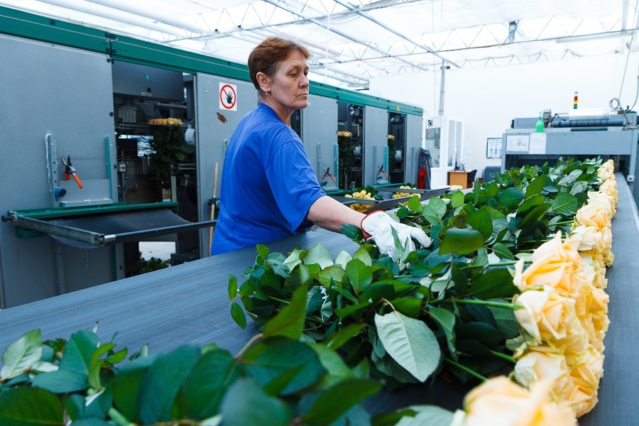 Сколько стоит миллион роз? Изнанка крупнейшего на Урале производства цветов 11 Сколько стоит миллион роз? Изнанка крупнейшего на Урале производства цветов 11