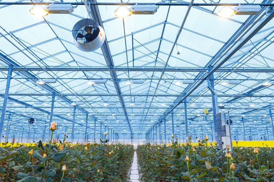 Сколько стоит миллион роз? Изнанка крупнейшего на Урале производства цветов 1 Сколько стоит миллион роз? Изнанка крупнейшего на Урале производства цветов 1