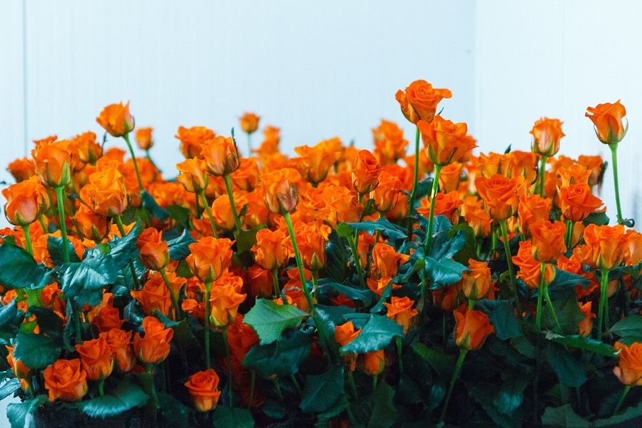 Сколько стоит миллион роз? Изнанка крупнейшего на Урале производства цветов 4 Сколько стоит миллион роз? Изнанка крупнейшего на Урале производства цветов 4