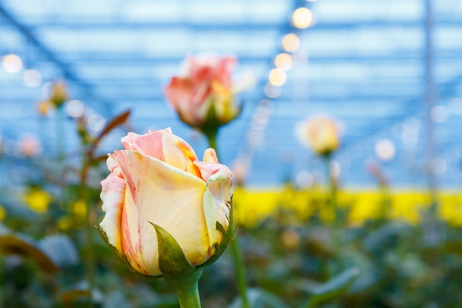 Сколько стоит миллион роз? Изнанка крупнейшего на Урале производства цветов 3 Сколько стоит миллион роз? Изнанка крупнейшего на Урале производства цветов 3