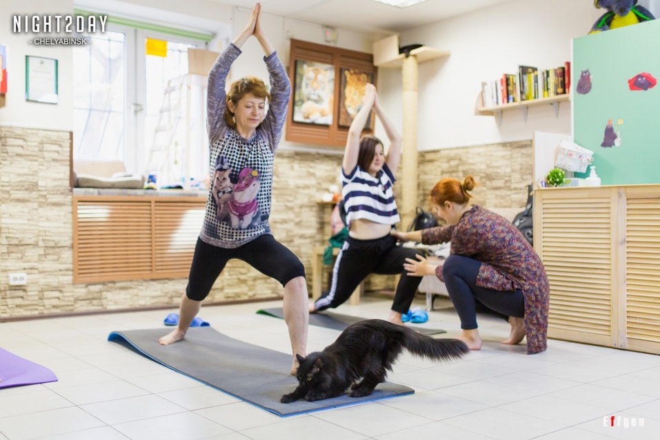 «Закроемся, животных раздадим». Контактные зоопарки Челябинска попали под запрет 4 «Закроемся, животных раздадим». Контактные зоопарки Челябинска попали под запрет 4