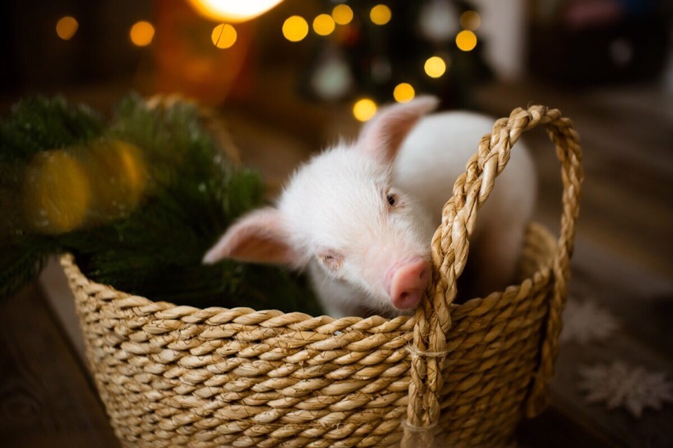 «Закроемся, животных раздадим». Контактные зоопарки Челябинска попали под запрет 5 «Закроемся, животных раздадим». Контактные зоопарки Челябинска попали под запрет 5