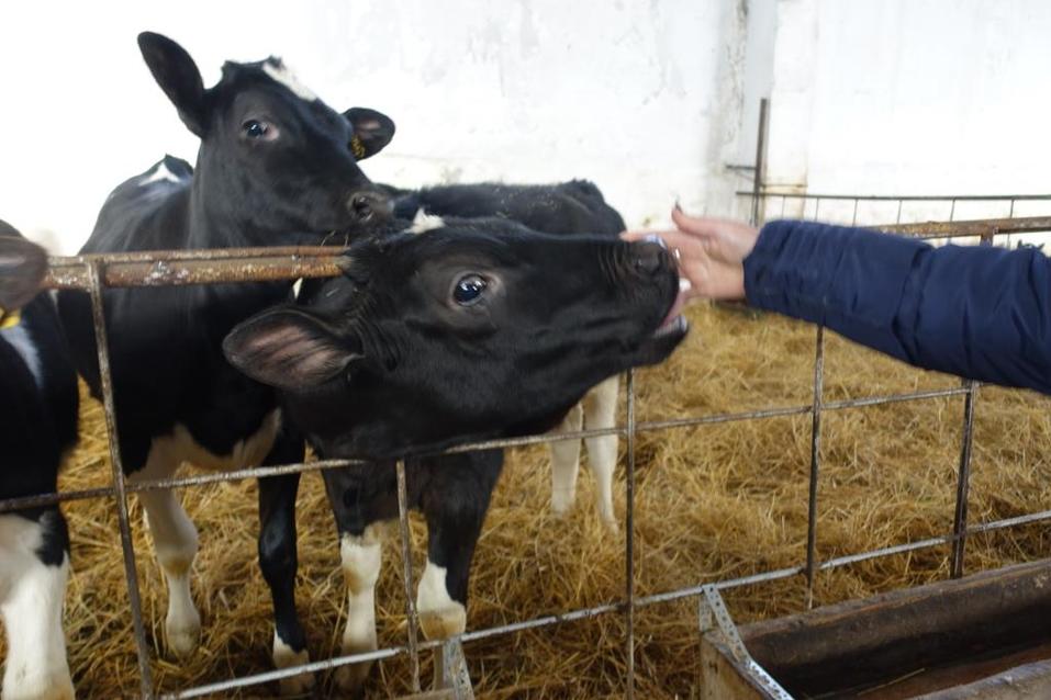 Агробизнес — новая благотворительность? Зачем Сергей Мазуркевич развивает село «Ницинское» 2 Агробизнес — новая благотворительность? Зачем Сергей Мазуркевич развивает село «Ницинское» 2
