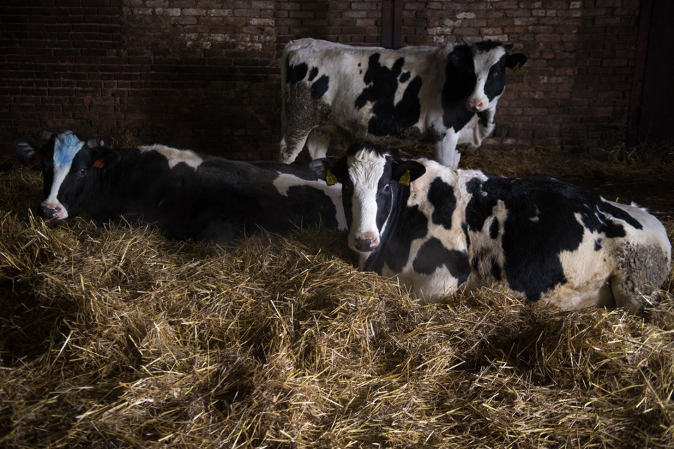 На базе ГП «Толмачевское» создадут научно-производственный кластер 1 На базе ГП «Толмачевское» создадут научно-производственный кластер 1