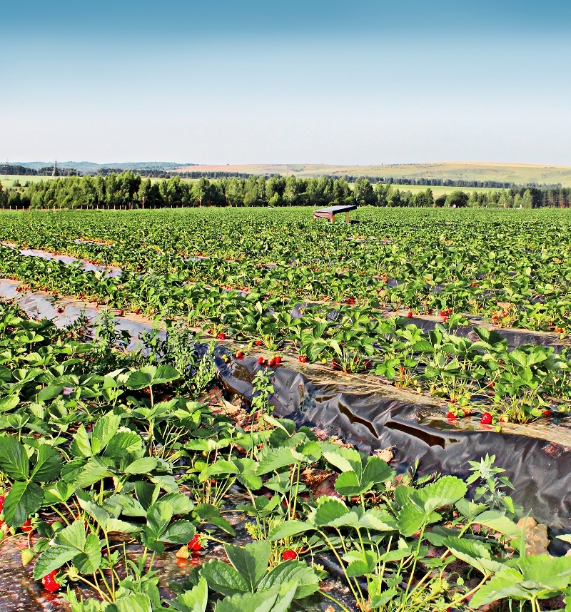 Как под Нижним Новгородом создают самое большое производство ягод в России. ОПЫТ 1 Как под Нижним Новгородом создают самое большое производство ягод в России. ОПЫТ 1
