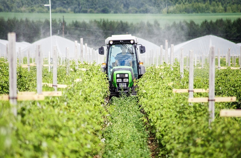 Как под Нижним Новгородом создают самое большое производство ягод в России. ОПЫТ 3 Как под Нижним Новгородом создают самое большое производство ягод в России. ОПЫТ 3