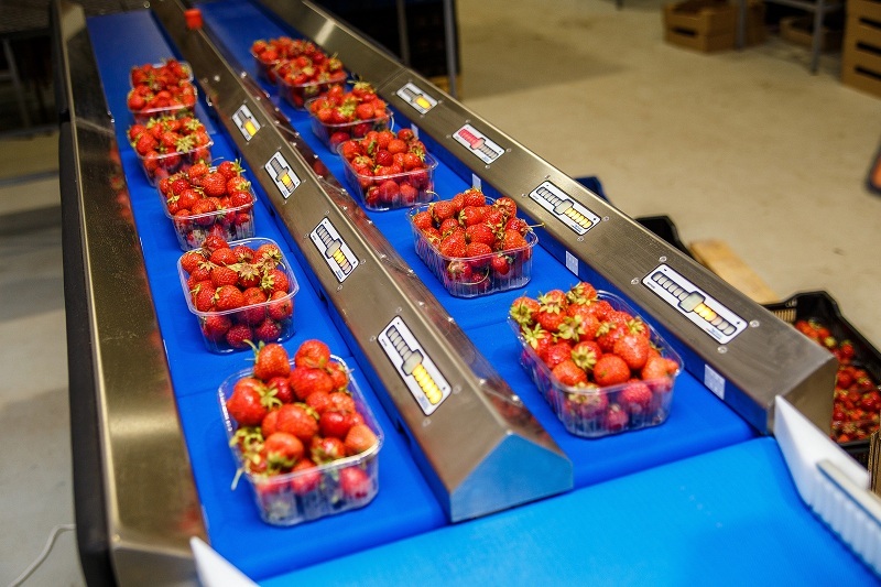 Как под Нижним Новгородом создают самое большое производство ягод в России. ОПЫТ 5 Как под Нижним Новгородом создают самое большое производство ягод в России. ОПЫТ 5