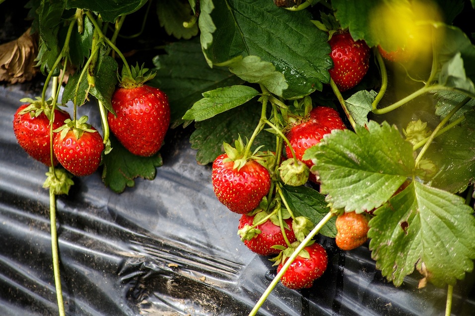 Как под Нижним Новгородом создают самое большое производство ягод в России. ОПЫТ 7 Как под Нижним Новгородом создают самое большое производство ягод в России. ОПЫТ 7