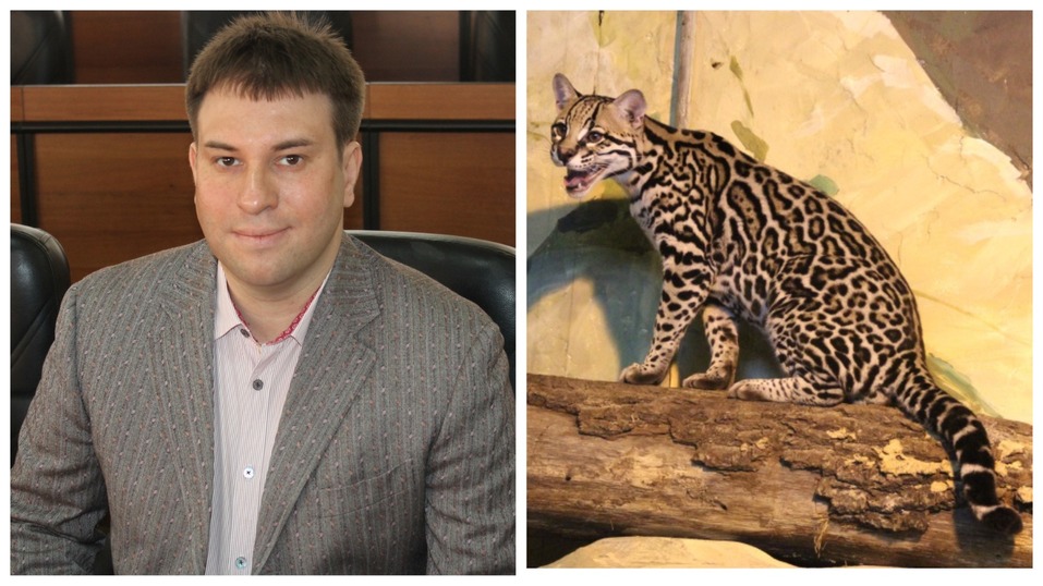 Сорокин — тигр, Тимофеев — барс. Кто и зачем опекает животных в нижегородском зоопарке? 7 Сорокин — тигр, Тимофеев — барс. Кто и зачем опекает животных в нижегородском зоопарке? 7