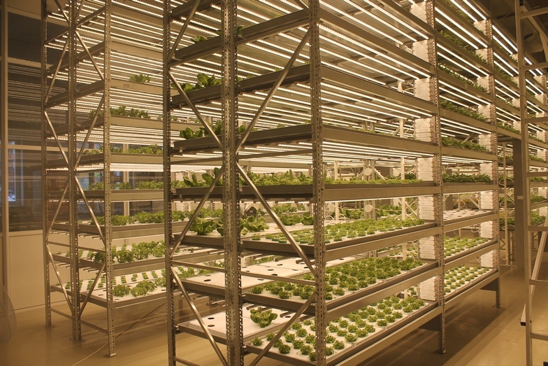 Магия или новая реальность: как вырастить тонну зелени с помощью ПО 1 Магия или новая реальность: как вырастить тонну зелени с помощью ПО 1