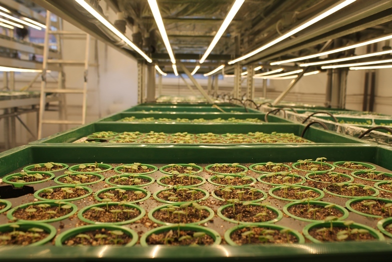 Магия или новая реальность: как вырастить тонну зелени с помощью ПО 2 Магия или новая реальность: как вырастить тонну зелени с помощью ПО 2