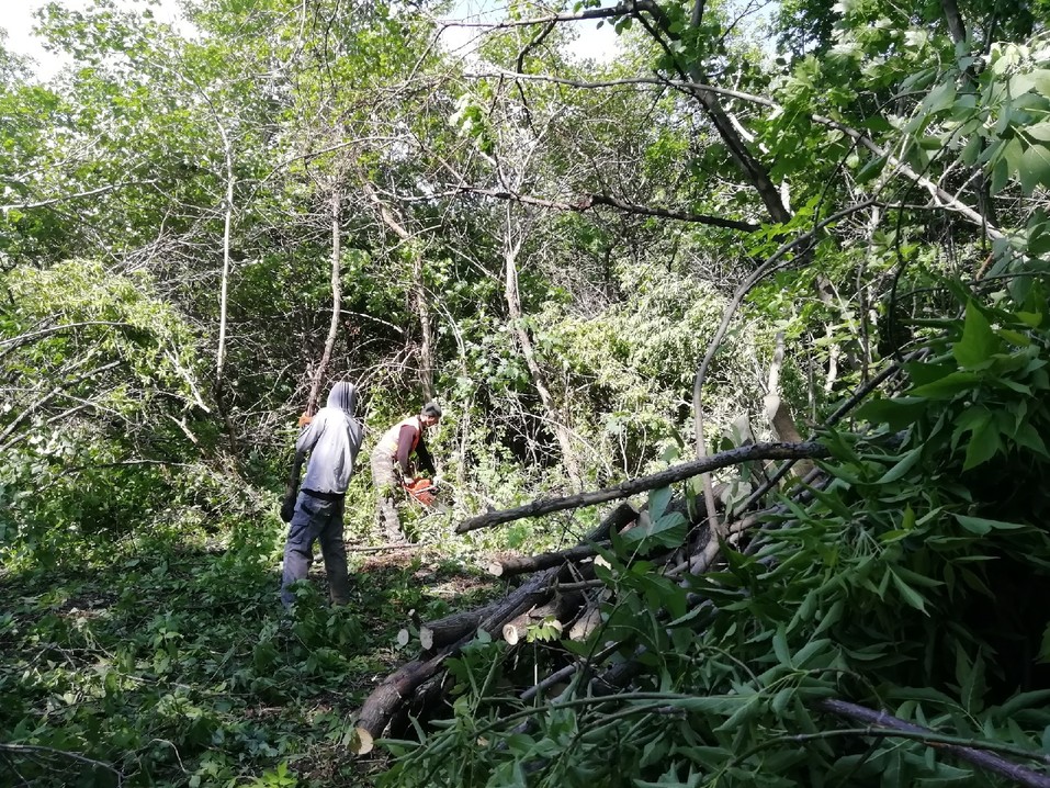 В парке «Плодушка» пустят под топор американские клёны 2 В парке «Плодушка» пустят под топор американские клёны 2