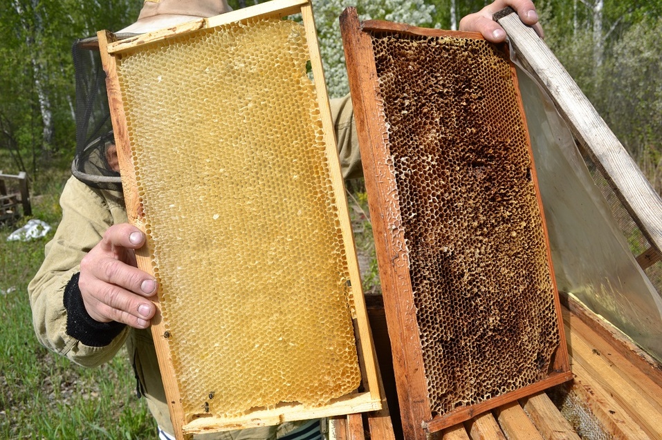 Слева - свежие соты, а справа соты, из которых вышло не меньше четырёх поколений пчёл Слева - свежие соты, а справа соты, из которых вышло не меньше четырёх поколений пчёл