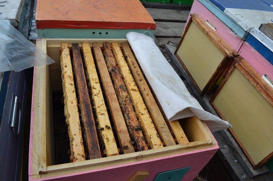 Внутренний мир улья: сейчас в нём восемь пластин с сотами Внутренний мир улья: сейчас в нём восемь пластин с сотами