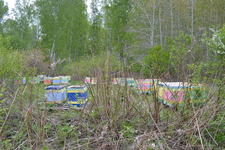 Со стороны пасека - это много разноцветных ящиков в поле Со стороны пасека - это много разноцветных ящиков в поле