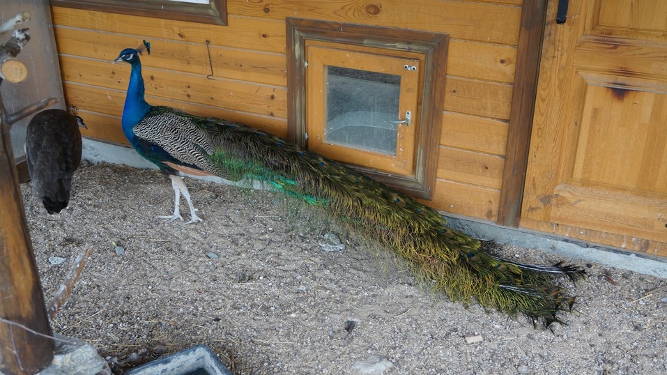 Под Челябинском построили домик хоббита, где будут угощать «закуской гнома»
6 Под Челябинском построили домик хоббита, где будут угощать «закуской гнома»
6