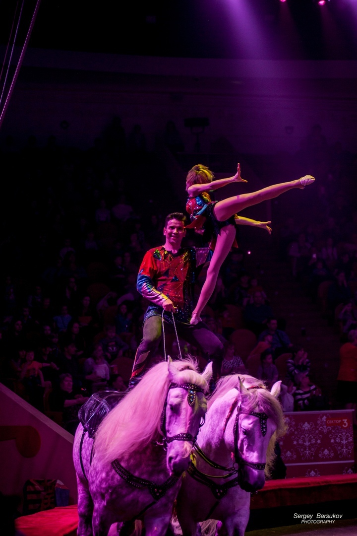 Долго ли медведь осваивал гироскутер? Правда ли, что шимпанзе ест суп? 7 Долго ли медведь осваивал гироскутер? Правда ли, что шимпанзе ест суп? 7