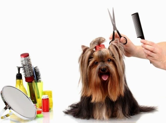 Собачий бизнес — что открывают для собак и какие услуги пользуются спросом? 5 Собачий бизнес — что открывают для собак и какие услуги пользуются спросом? 5