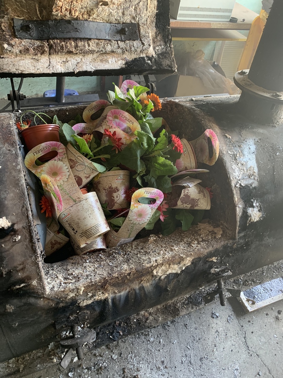 В челябинский гипермаркет «Леруа Мерлен» привезли зараженные цветы. Пришлось сжечь
1 В челябинский гипермаркет «Леруа Мерлен» привезли зараженные цветы. Пришлось сжечь
1